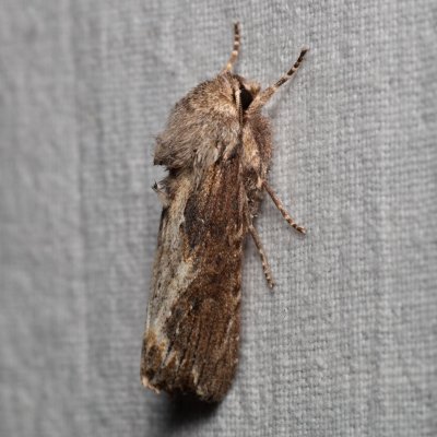 Egira conspicillaris (můra trávová), PP Kavky