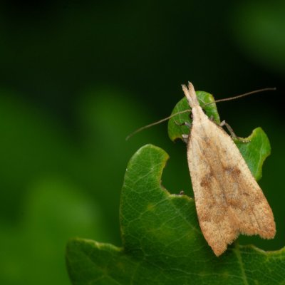 Dichomeris derasella (-), PR Kamenný vrch