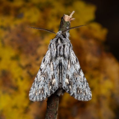 Asteroscopus sphinx (dřevobarvec pozdní), Kývalka