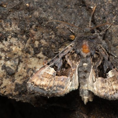 Euplexia lucipara (blýskavka ostružiníková), Podkomorské lesy, Kopeček