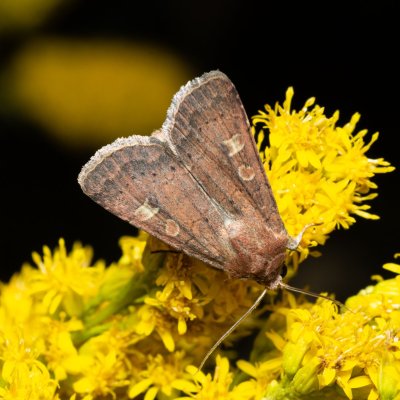 Xestia xanthographa (osenice žlutoskvrnná), Kývalka