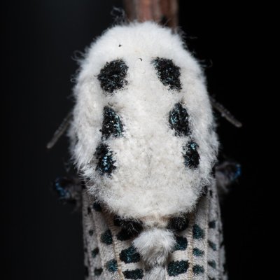 Zeuzera pyrina (drvopleň hrušňový), Hády