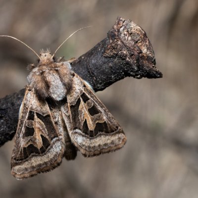 Episema glaucina (jasnobarvec západní), PP Milovická stráň