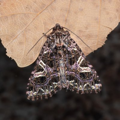 Sideridis rivularis (můra silenková), PP Kamenný vrch u Kurdějova