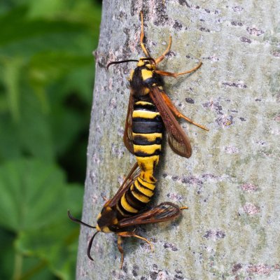 Sesia apiformis (nesytka sršňová), Brno - Bystrc