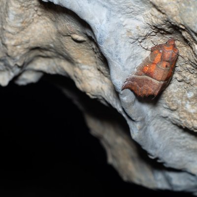 Scoliopteryx libatrix (sklepnice obecná), jeskyně Jáchymka