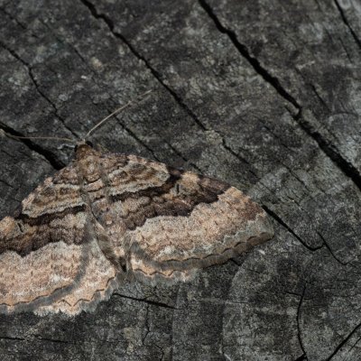 Hydria cervinalis (píďalka jarní), PR Kamenný vrch