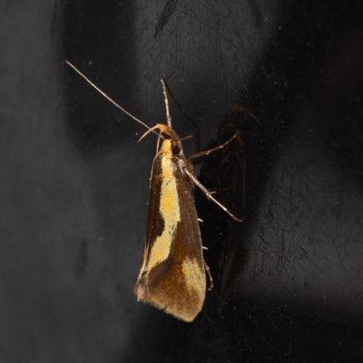 Harpella forficella (krásněnka pařezová), Devět křížů