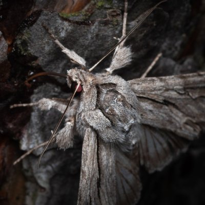 Auchmis detersa (šedavka dřišťálová), PP Černice