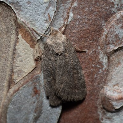 Athetis gluteosa (blýskavka šedohnědá), Kobylí