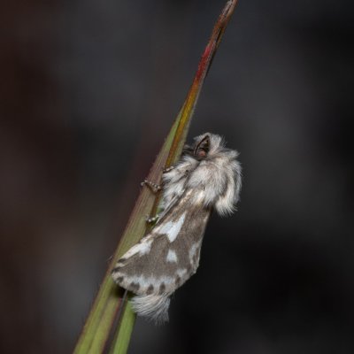 Dyspessa ulula (drvopleň cibulový), NPP Stránská skála