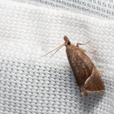 Thiodia torridana (-), PR Turold