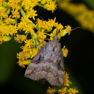 Hypena rostralis (zobonosec chmelový), PP Černice