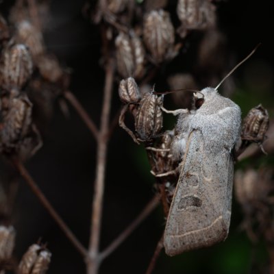 Orthosia gracilis (jarnice hladká), PR Liščí vrch