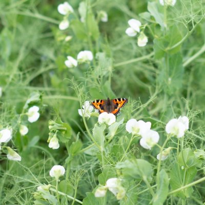 Aglais urticae (babočka kopřivová), Nový dvůr