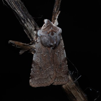 Cerastis rubricosa (osenice jarní), PP Na cvičišti