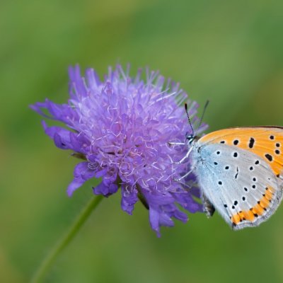 Lycaena dispar (ohniváček černočárný), Lichnov