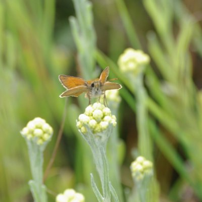 Thymelicus sylvestris (soumračník metlicový), Havranické vřesoviště