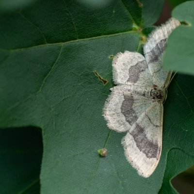 Idaea aversata (žlutokřídlec kručinkový), Žebětín