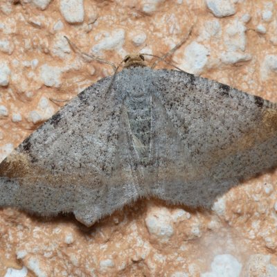 Macaria liturata (kropenatec sosnový), IT, Kuens, Jižní Tyrolsko