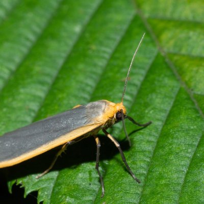 Eilema lurideola (lišejníkovec obecný), Žebětín