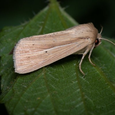 Mythimna impura (plavokřídlec luční), Žebětín