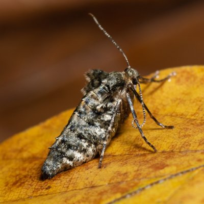 Agriopis aurantiaria (tmavoskvrnáč zlatavý), Žebětín