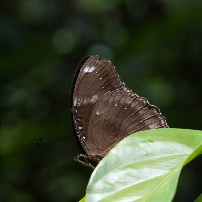 Hypolimnas bolina (-), TH, Khao Sok