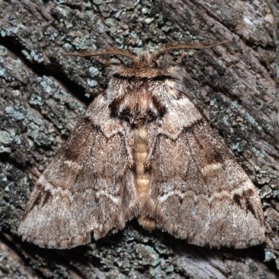 Drymonia obliterata (hřbetozubec tmavoúhlý), PP Střelický les