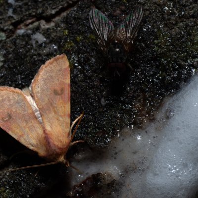 Tiliacea cypreago (-), HR, Jablanac