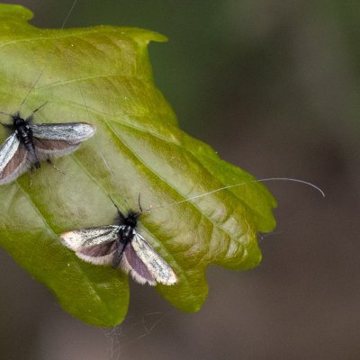 Adela reaumurella (adéla zelená), Podkomorská myslivna