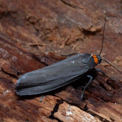 Atolmis rubricollis (lišejníkovec černý), NPP Jeskyně Pekárna