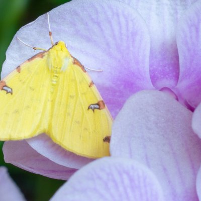 Opisthograptis luteolata (zejkovec hlohový), Žebětín