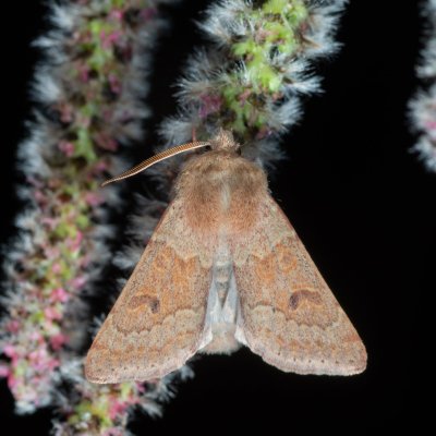 Orthosia miniosa (jarnice zardělá), Kývalka