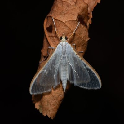 Palpita vitrealis (zavíječ průsvitný), Hrušovany u Brna