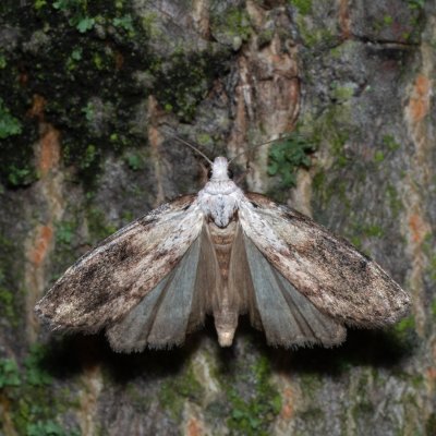 Aphomia sociella (zavíječ cizopasný), PR Kamenný vrch