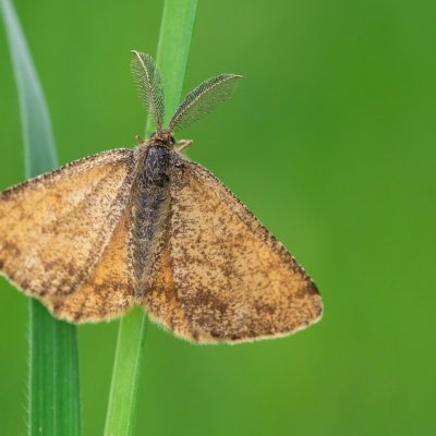 Ematurga atomaria (tmavoskvrnáč vřesový), PP Obůrky - Třeštěnec