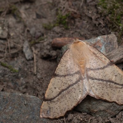 Colotois pennaria (zejkovec pozdní), PR Kamenný vrch