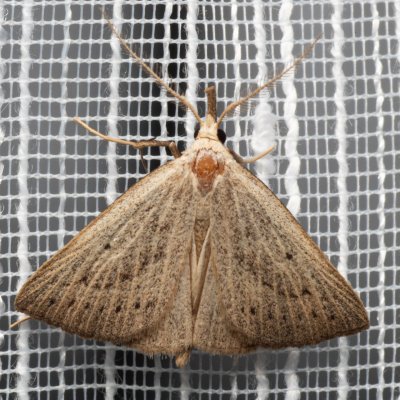 Macrochilo cribrumalis (žlutavka bahenní), PP Bobrava