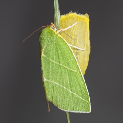 Bena bicolorana (zeleněnka dubová), Žebětín