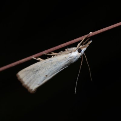 Xanthocrambus saxonellus (-), NPP Stránská skála
