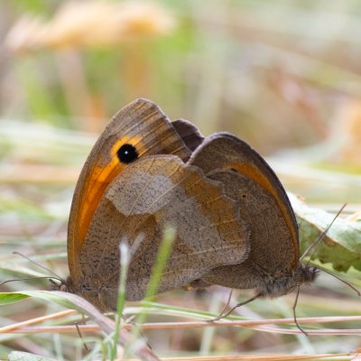 Maniola jurtina (okáč luční), NPR Čertoryje