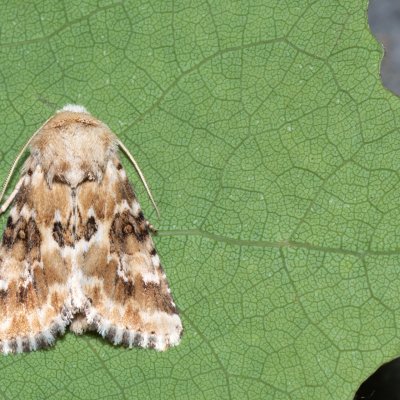 Eremobia ochroleuca (travařka okrová), Hády - lesní lom