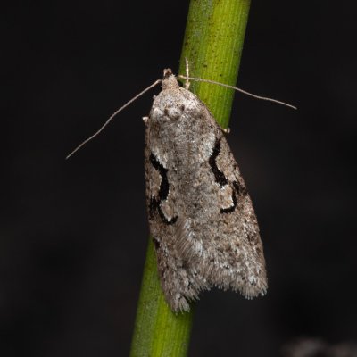 Semioscopis steinkellneriana (-), NS Bučín