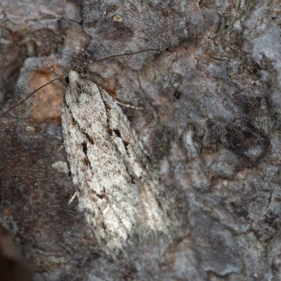 Semioscopis avellanella (plochuška lísková), Žebětín