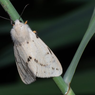 Spilosoma lutea (přástevník bezový), Hrabětice
