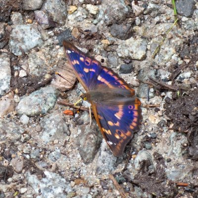 Apatura ilia (batolec červený), SK, Štôla