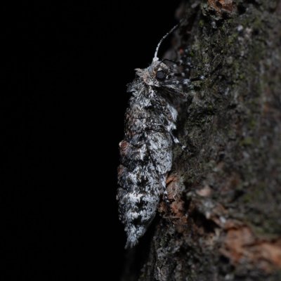 Phigalia pilosaria (drsnokřídlec hrušňový), PR Kamenný vrch