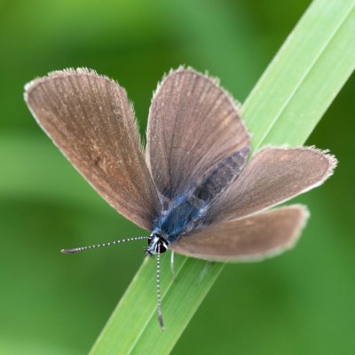 Cupido minimus (modrásek nejmenší), SK, Štôla