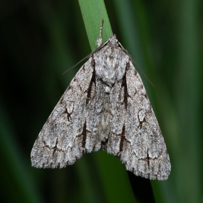 Acronicta psi (šípověnka trnková), Popůvky